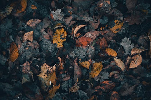 pexels-photo-18527470-18527470 A dark and moody texture of fallen autumn leaves in rich colors, perfect for seasonal themes.
