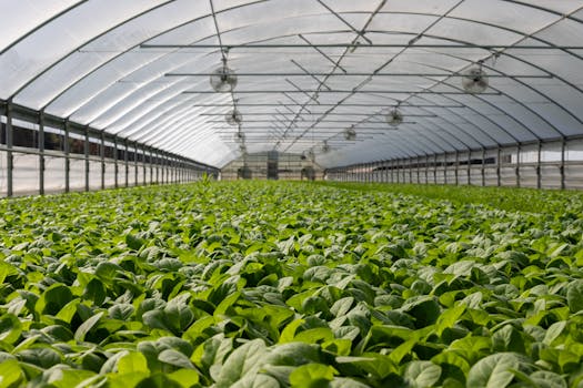 pexels-photo-2886937-2886937 Explore a vibrant indoor greenhouse filled with fresh green plants ready for harvest.